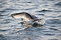 037_Russia_Herald_Island