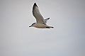 060_Russia_Wrangel_Island_Cape_Waring