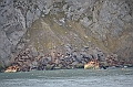 064_Russia_Wrangel_Island_Cape_Waring