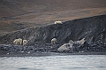 073_Russia_Wrangel_Island_Cape_Waring