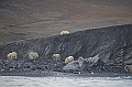 075_Russia_Wrangel_Island_Cape_Waring