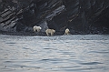 076_Russia_Wrangel_Island_Cape_Waring