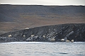 077_Russia_Wrangel_Island_Cape_Waring