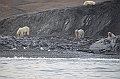 080_Russia_Wrangel_Island_Cape_Waring