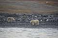 086_Russia_Wrangel_Island_Cape_Waring