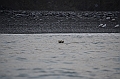 087_Russia_Wrangel_Island_Cape_Waring