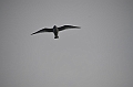 088_Russia_Wrangel_Island_Cape_Waring
