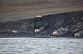 093_Russia_Wrangel_Island_Cape_Waring