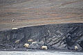 094_Russia_Wrangel_Island_Cape_Waring