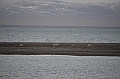 109_Russia_Wrangel_Island