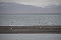 111_Russia_Wrangel_Island