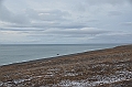 123_Russia_Wrangel_Island