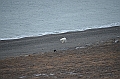 125_Russia_Wrangel_Island