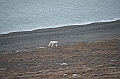 126_Russia_Wrangel_Island