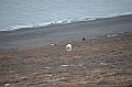 127_Russia_Wrangel_Island