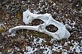 130_Russia_Wrangel_Island