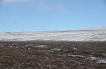 132_Russia_Wrangel_Island