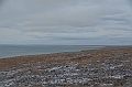 133_Russia_Wrangel_Island