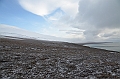134_Russia_Wrangel_Island