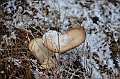 138_Russia_Wrangel_Island