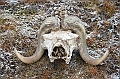 139_Russia_Wrangel_Island