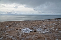 140_Russia_Wrangel_Island