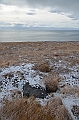141_Russia_Wrangel_Island