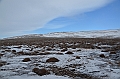143_Russia_Wrangel_Island