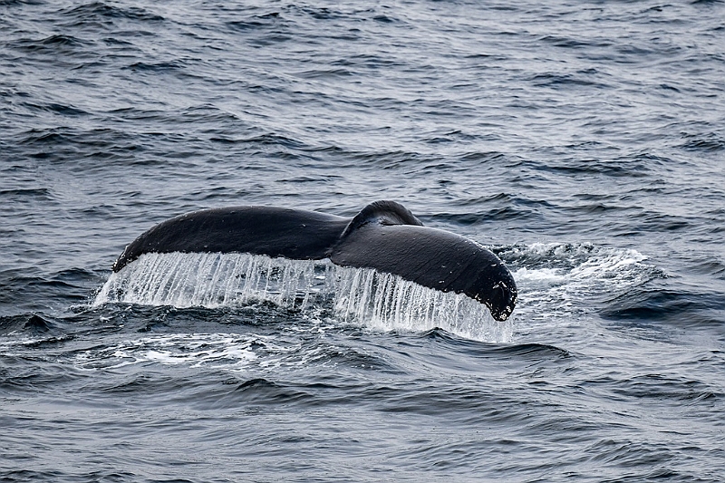 381_Best_of_by_Ponant.jpg