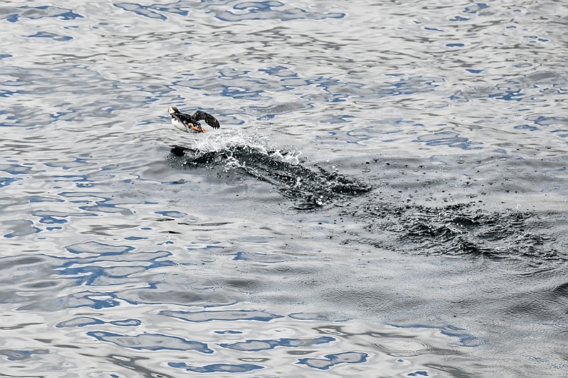 465_Best_of_by_Ponant.jpg
