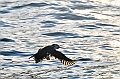153_Best_of_by_Ponant