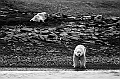 236_Best_of_by_Ponant