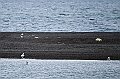 286_Best_of_by_Ponant