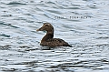 317_Best_of_by_Ponant