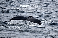 364_Best_of_by_Ponant