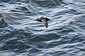 377_Best_of_by_Ponant