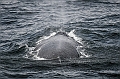385_Best_of_by_Ponant