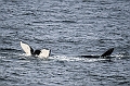 396_Best_of_by_Ponant