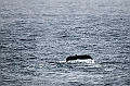 399_Best_of_by_Ponant
