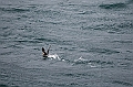 407_Best_of_by_Ponant