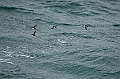 408_Best_of_by_Ponant