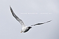 410_Best_of_by_Ponant