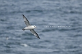 416_Best_of_by_Ponant