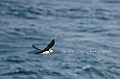 419_Best_of_by_Ponant