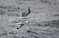 442_Best_of_by_Ponant