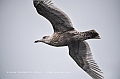 446_Best_of_by_Ponant