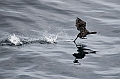 454_Best_of_by_Ponant