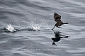 455_Best_of_by_Ponant