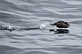 456_Best_of_by_Ponant
