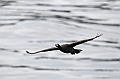 457_Best_of_by_Ponant